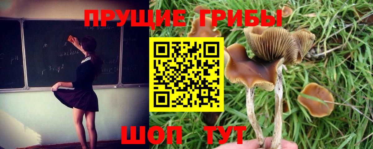 Северобайкальск  Псилоцибиновые грибы прущие грибы  Галлюциногенные грибы мухоморы  Вход с VPN 